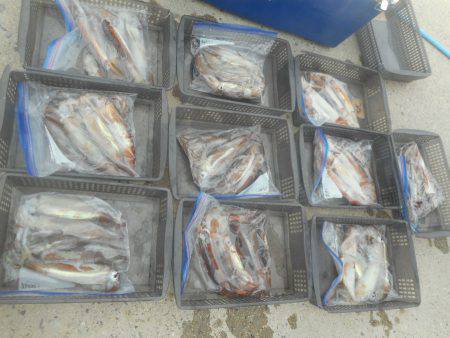 大進丸（愛知） 釣果