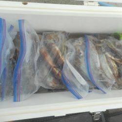 大進丸（愛知） 釣果