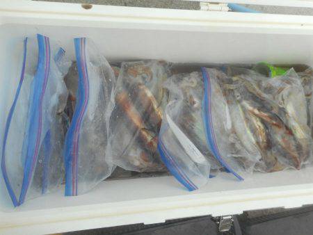 大進丸（愛知） 釣果