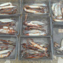 大進丸（愛知） 釣果