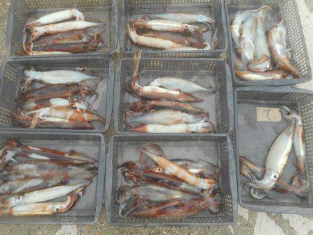 大進丸（愛知） 釣果