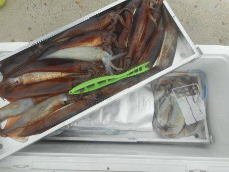 大進丸（愛知） 釣果