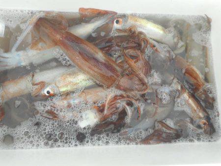 大進丸（愛知） 釣果