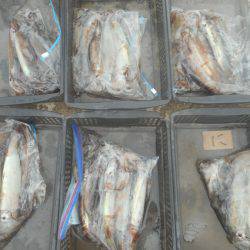 大進丸（愛知） 釣果