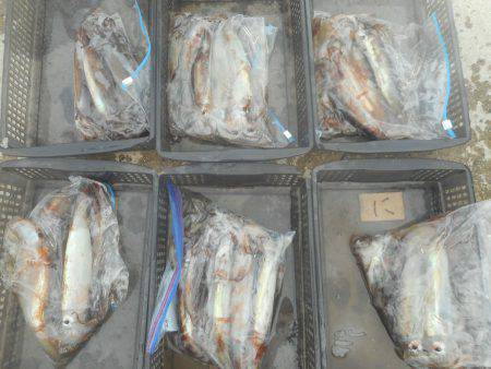 大進丸（愛知） 釣果