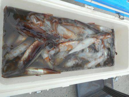 大進丸（愛知） 釣果