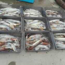 大進丸（愛知） 釣果