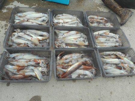 大進丸（愛知） 釣果