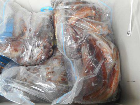 大進丸（愛知） 釣果