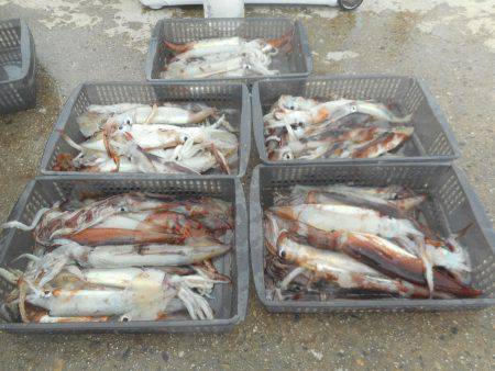 大進丸（愛知） 釣果