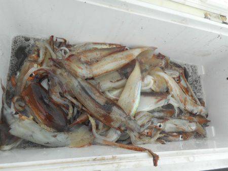 大進丸（愛知） 釣果