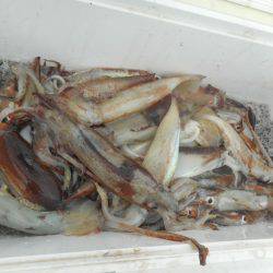 大進丸（愛知） 釣果