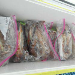 大進丸（愛知） 釣果