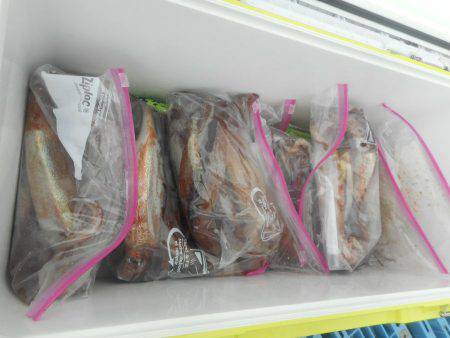 大進丸（愛知） 釣果