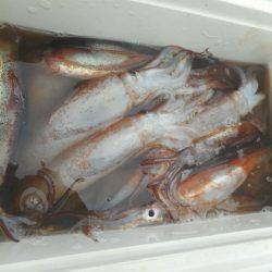 大進丸（愛知） 釣果