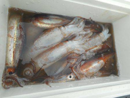 大進丸（愛知） 釣果