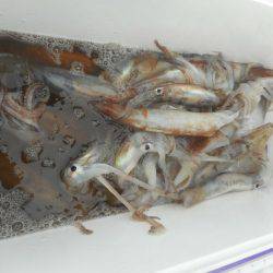 大進丸（愛知） 釣果