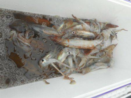 大進丸（愛知） 釣果