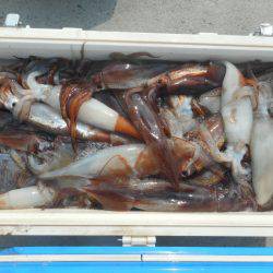 大進丸（愛知） 釣果