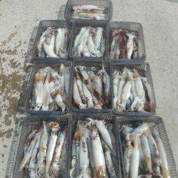 大進丸（愛知） 釣果