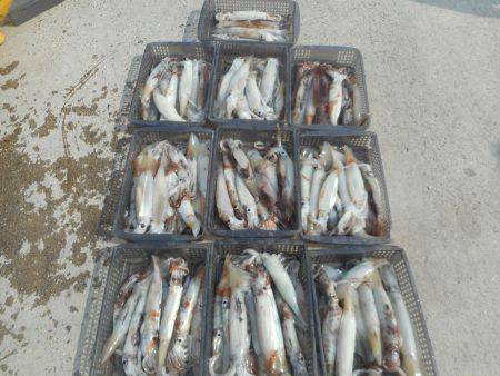 大進丸（愛知） 釣果