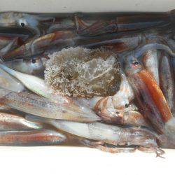 大進丸（愛知） 釣果