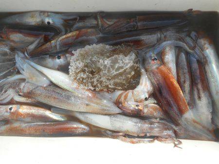 大進丸（愛知） 釣果