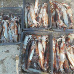 大進丸（愛知） 釣果