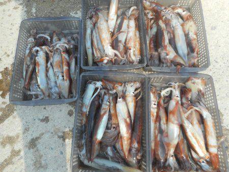 大進丸（愛知） 釣果