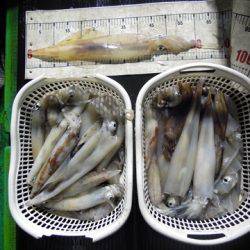 海宝丸 島根 釣果