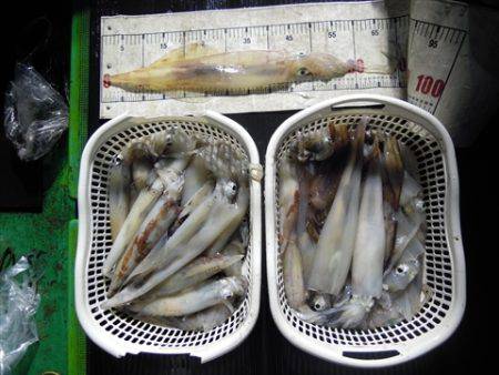 海宝丸 島根 釣果