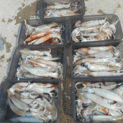 大進丸（愛知） 釣果