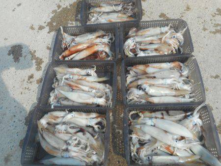 大進丸（愛知） 釣果