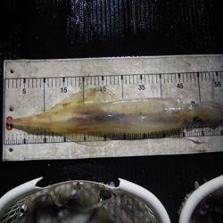 海宝丸 島根 釣果