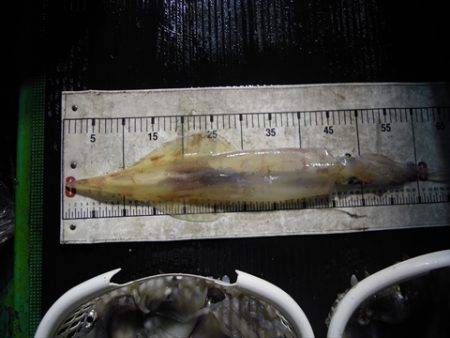 海宝丸　島根 釣果