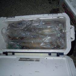 海宝丸 島根 釣果