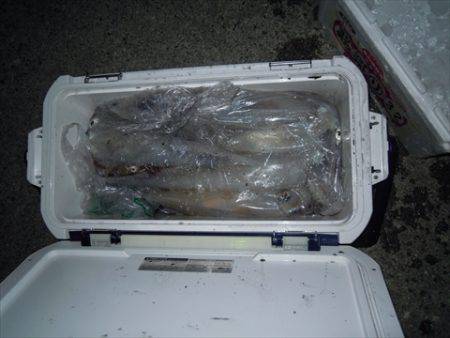 海宝丸 島根 釣果