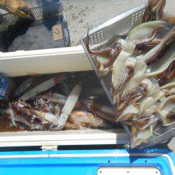 大進丸（愛知） 釣果