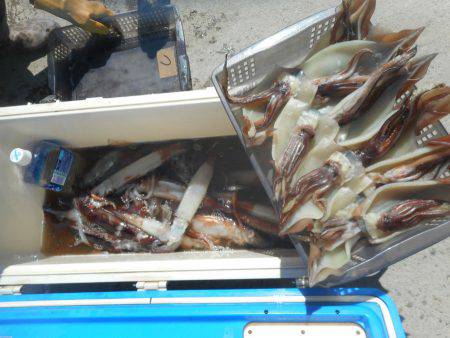 大進丸（愛知） 釣果