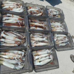 大進丸（愛知） 釣果