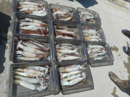 大進丸（愛知） 釣果