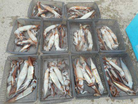 大進丸（愛知） 釣果