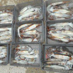 大進丸（愛知） 釣果