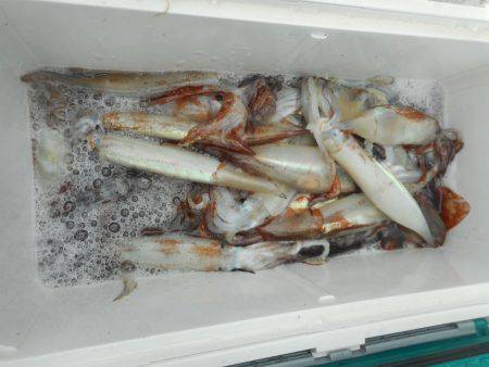 大進丸（愛知） 釣果