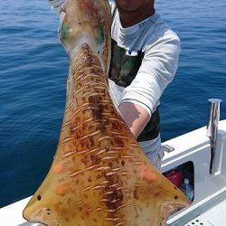 フィッシングボートACE(エース) 釣果