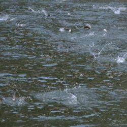 フィッシングエリア帝釈 釣果