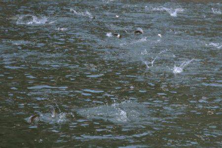 フィッシングエリア帝釈 釣果