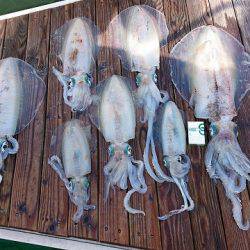 フィッシングボートACE(エース) 釣果