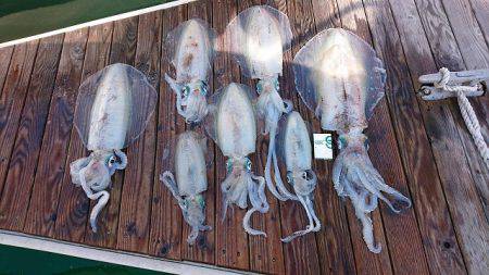 フィッシングボートACE(エース) 釣果