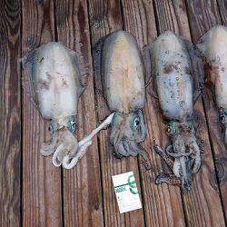 フィッシングボートACE(エース) 釣果